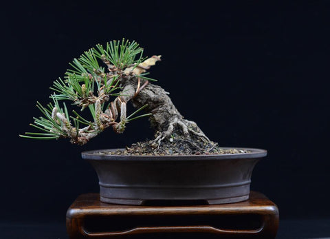 Shohin Japanese Black Pine Progression Article