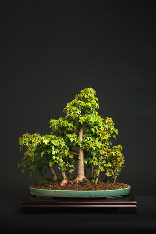 Developing and Refining Maples for Bonsai