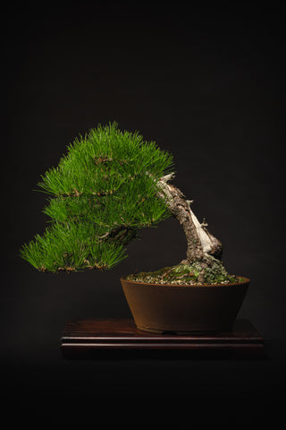Slanting Japanese Black Pine Bonsai Progression Article